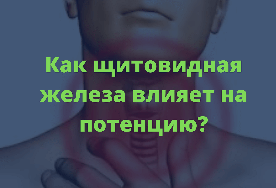 Как сильно влияет щитовидная железа на потенцию